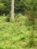 Bayerischer Wald August 2005 002
